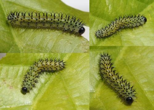 Réf. 333 994 : Periclista lineolata